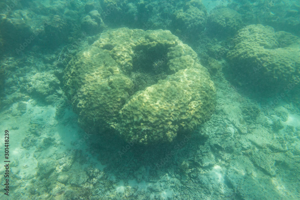 Fototapeta premium Indian Ocean Corals