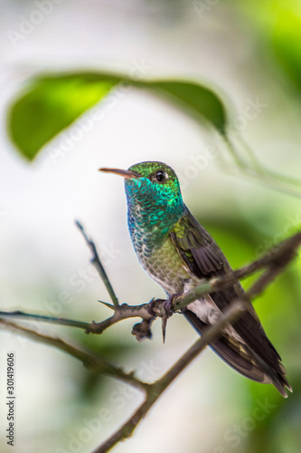 Kolibri © David Dieschburg
