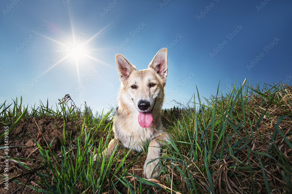Pensive Shepherd dog against clear blue sky and sunbeams in meadow Pensive Shepherd dog against clear blue sky and sunbeams in meadow