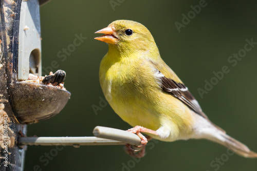 Female American Goldfinch (Spinus tristis) feeding at a backyard bird feeder. The American Goldfinch is the state bird of Iowa, New Jersey, and Washington. photo