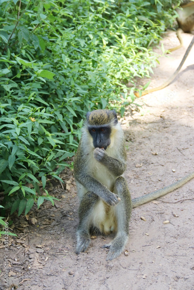Obraz premium Curious Monkey – Gambia - Africa