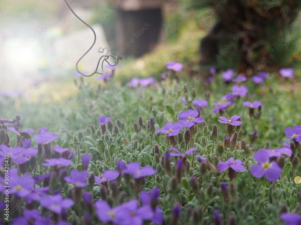 Fototapeta premium The beauty of nature in spring in gardens and meadows. Blooming flowers and trees, plants coming to life.