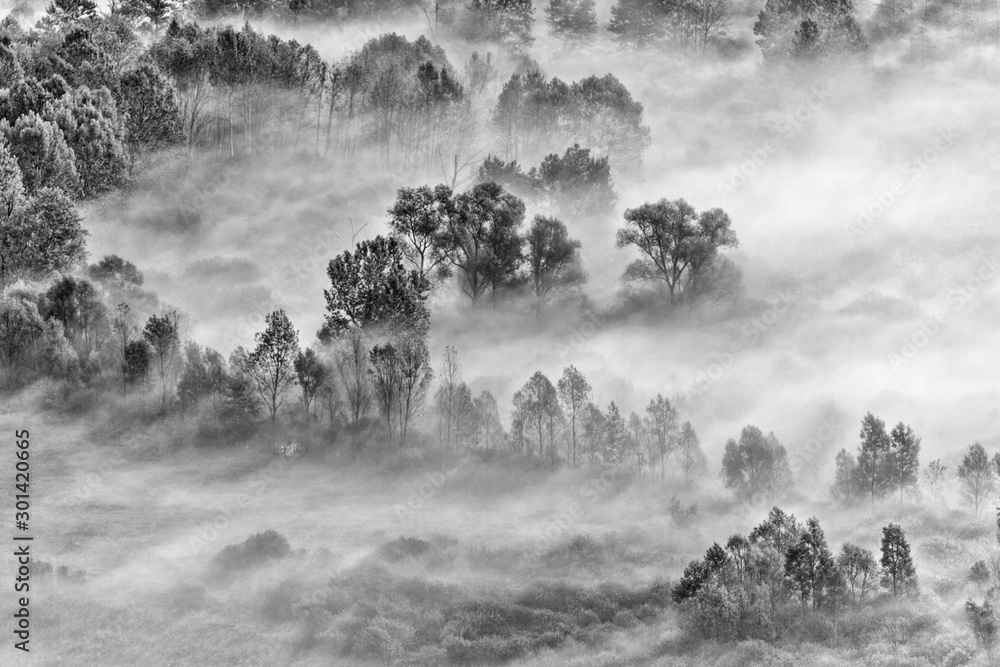 Fototapeta premium View among the misty forest, black and white photography