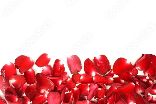 Rose petals on white ground