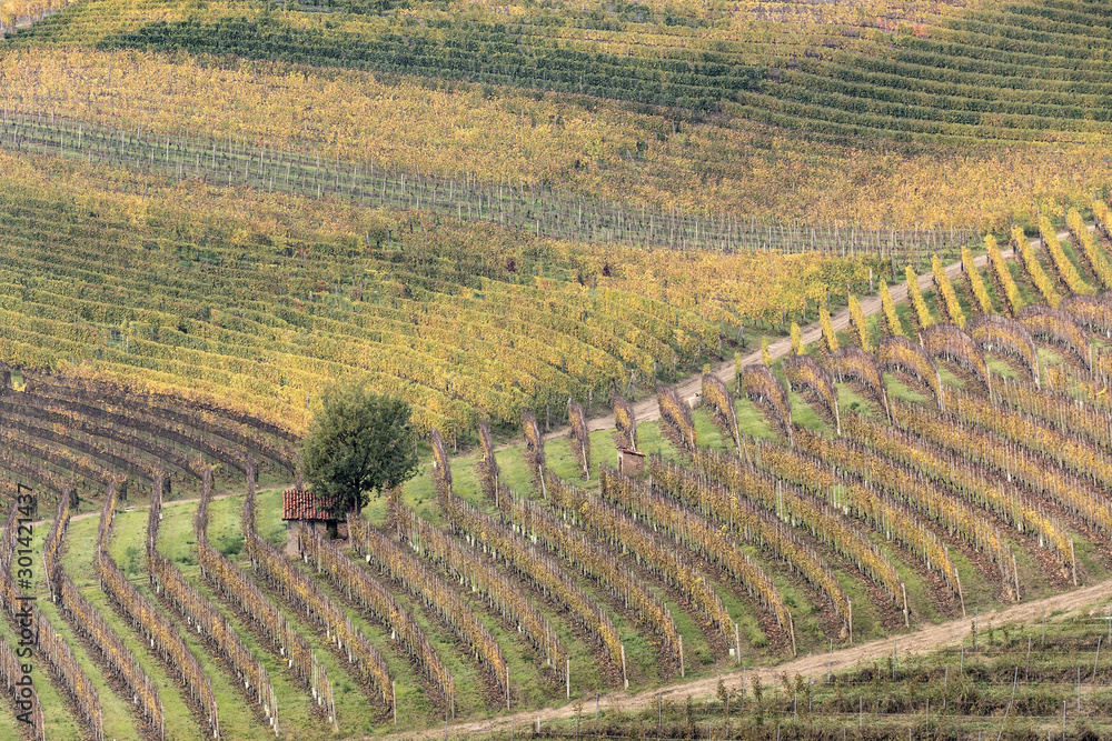 Beautiful autumn colors among the vineyards, Piedmont, Italy