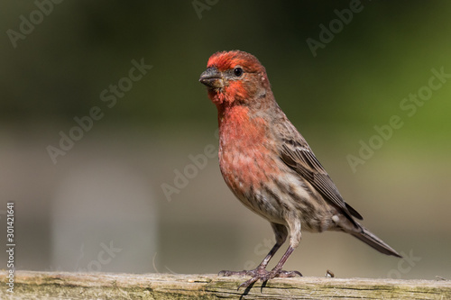 Male House Finch (Haemorhous mexicanus) perched on a wooden fence displaying his bold red coloration. © Phil Lowe