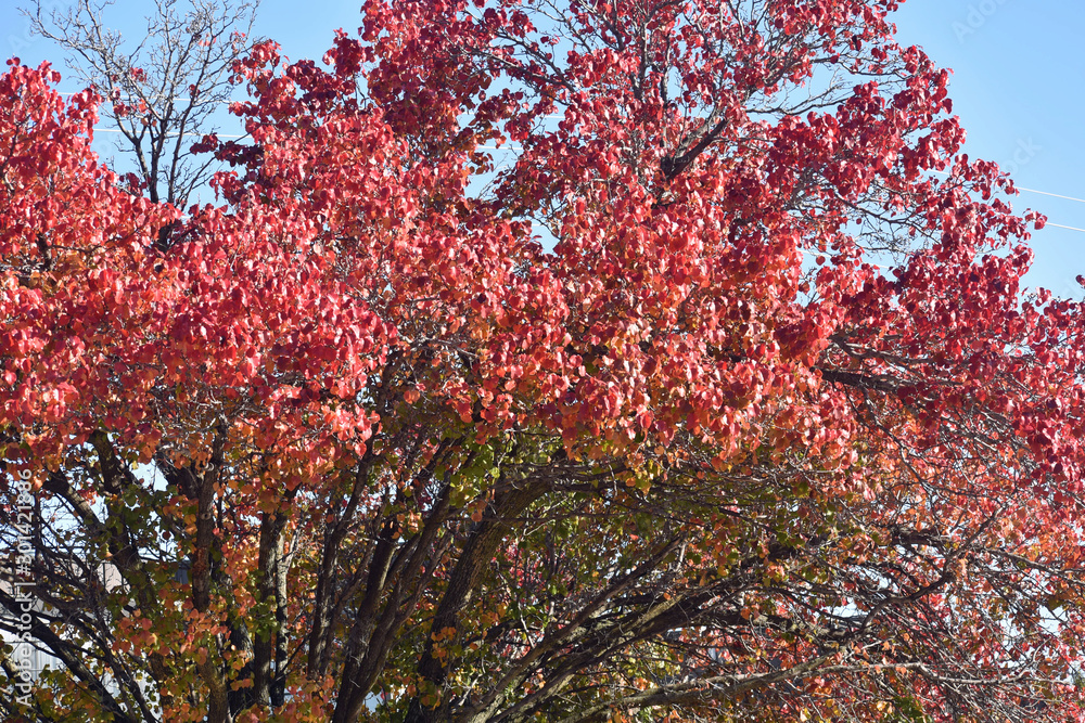 Autumn Foliage