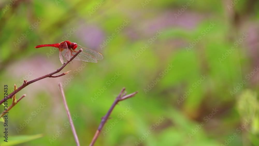 Focus to a red-veined darter dragonfly or nomad from the genus Sympetrum resting on a small twig while the foliage in the blurry background is swaying wildly to the windy breeze Focus to a red-veined darter dragonfly or nomad from the genus Sympetrum resting on a small twig while the foliage in the blurry background is swaying wildly to the windy breeze