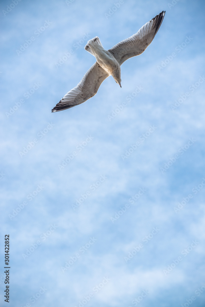 Obraz premium Seagull hunting, looking downward for food