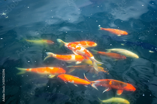 group of colorful koi fish swim in the pond. in suanpheung hight land.
