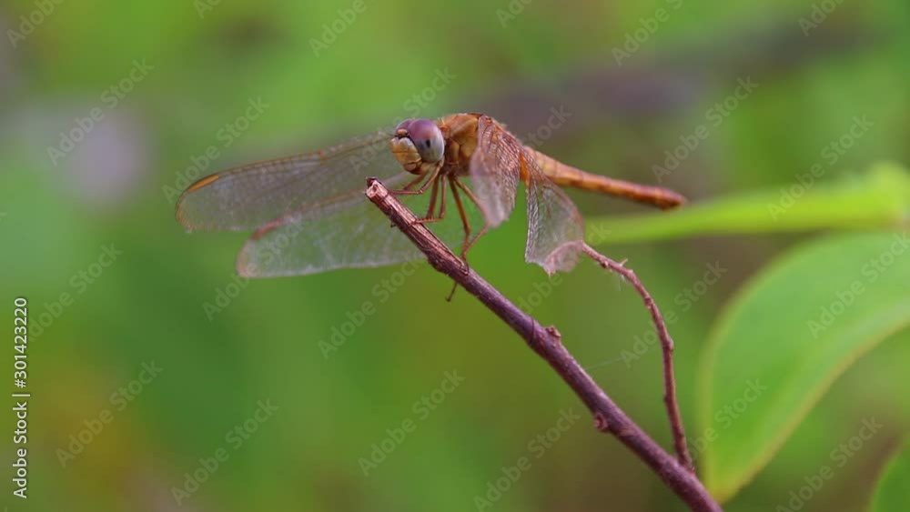 Close up to a female nomad dragonfly or Sympetrum fonscolombii seen resting on a twig before being startled and flying away, candid genuine wildlife summer moment Close up to a female nomad dragonfly or Sympetrum fonscolombii seen resting on a twig before being startled and flying away, candid genuine wildlife summer moment