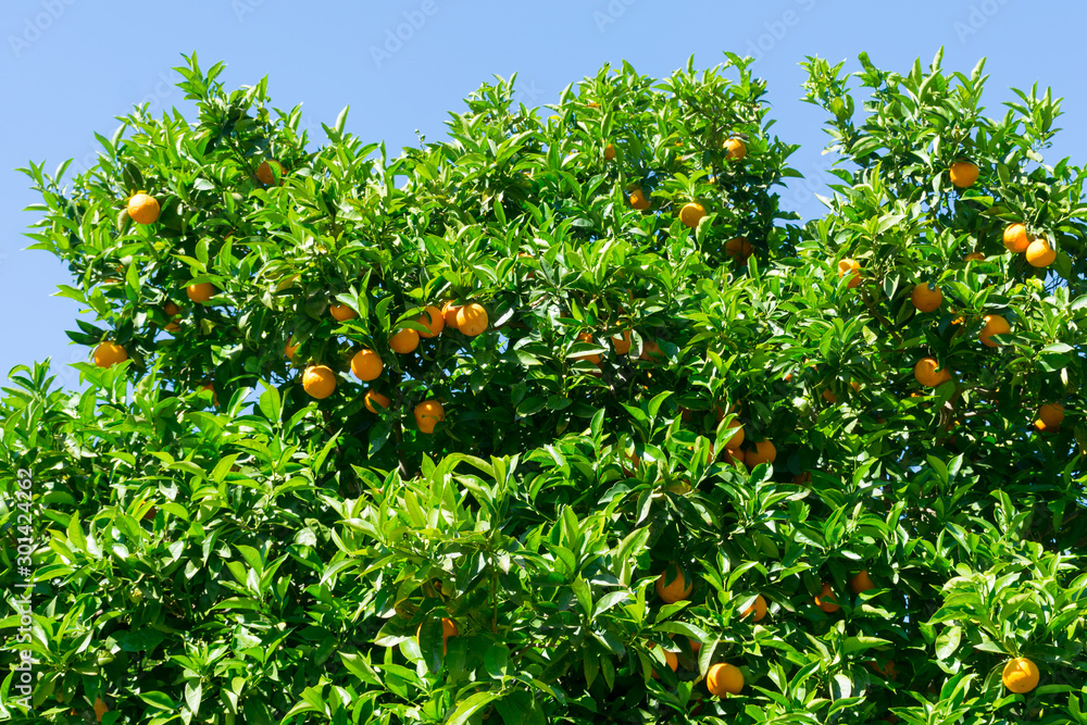 tangerine tree with fruit in the garden