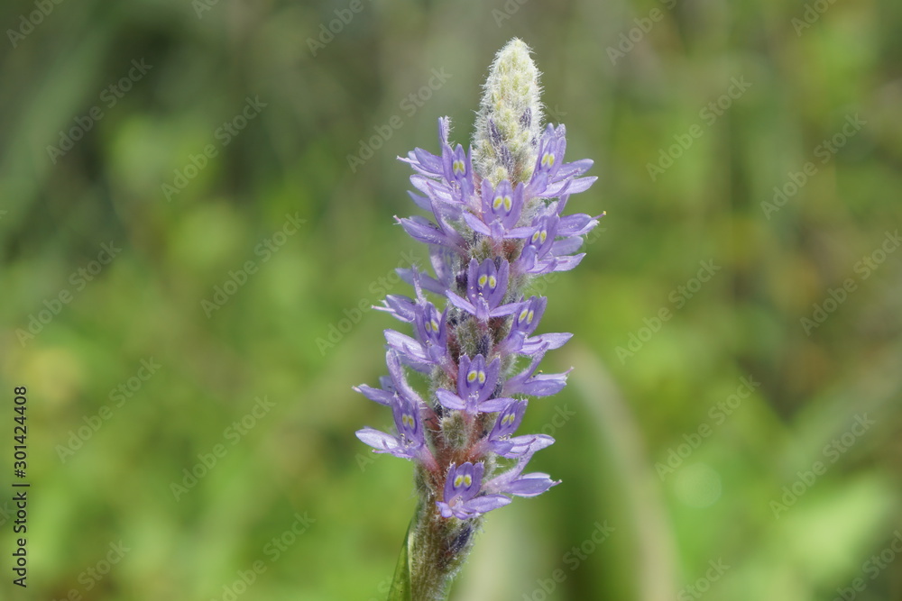 bee on flower bee on flower