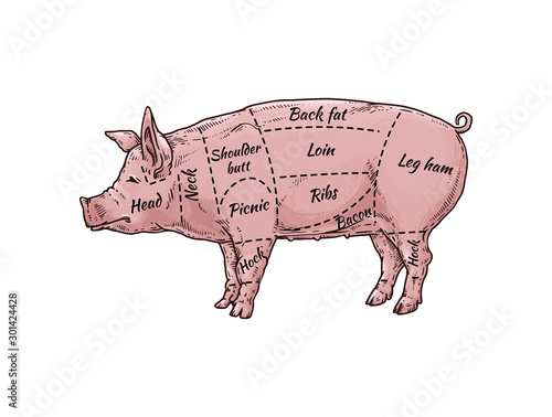 Pig meat body part guide for butcher shop - hand drawn pink farm animal