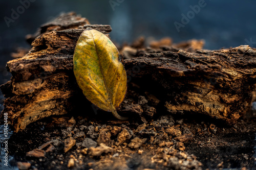 Banyan Tree Bark on the black wooden surface along with a single dried yellow colored leaf with it.Used mainly as an Immunity Booster.Horizontal shot. photo