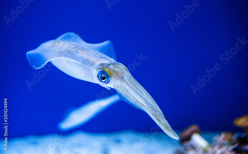 Carta da parati Squid swimming in an aquarium