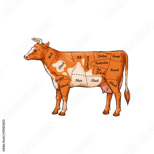 Cartoon cow with body part names for meat butcher cut guide
