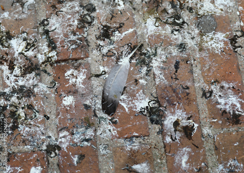 Photos background of guano or Bird feces