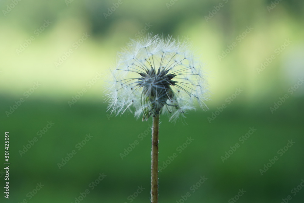 Fototapeta premium dandelion on background of green grass