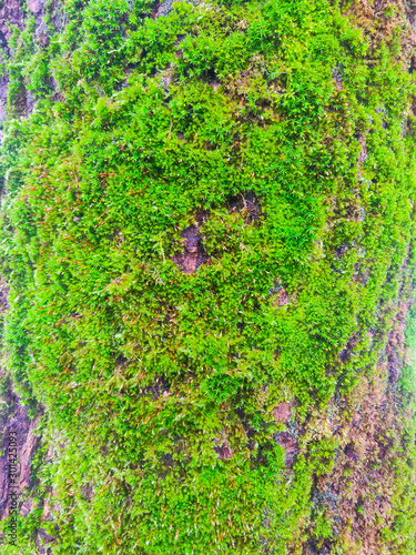 Green moss grows on tree bark