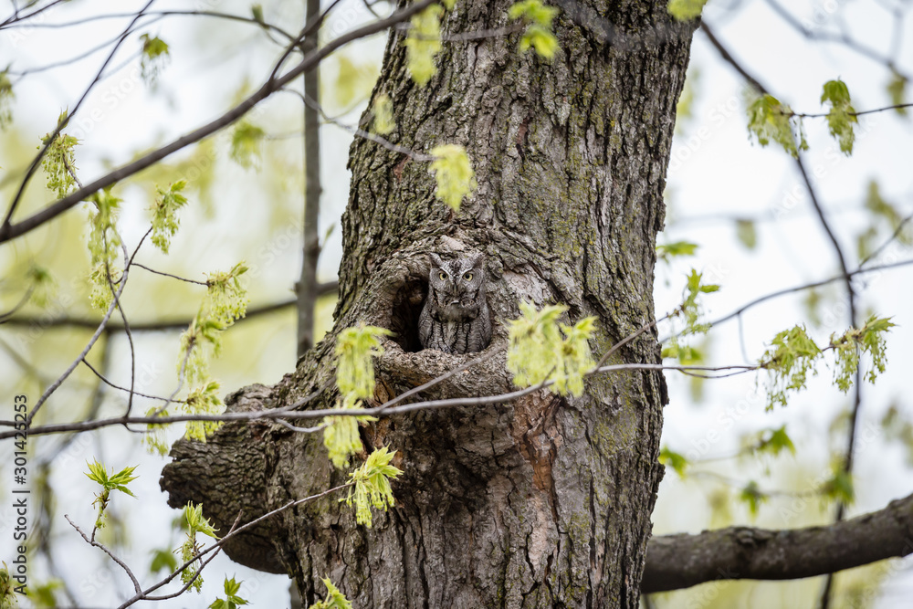 Obraz premium Eastern screech owl hiding in a hole in a tree in Quebec, Canada.