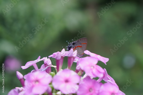 butterfly on flower