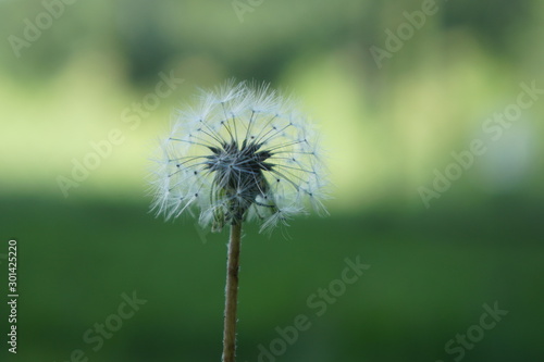 dandelion on background of green grass