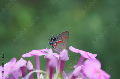 butterfly on flower