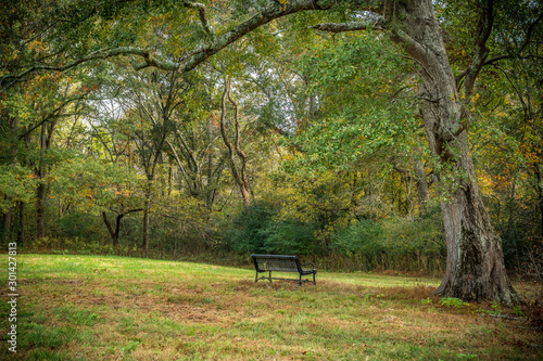 Bench in the park