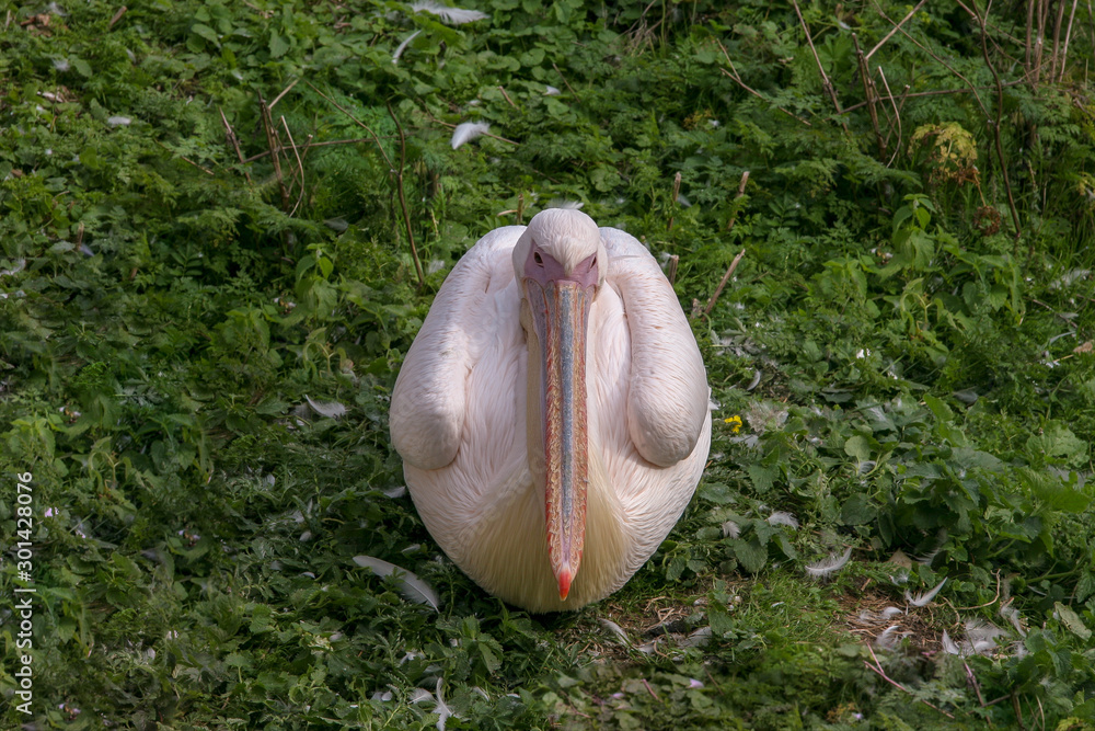 A pink pelican bird sits on the grass in the form of an egg. Funny bird  shape. A lot of feathers around. Stock Photo | Adobe Stock