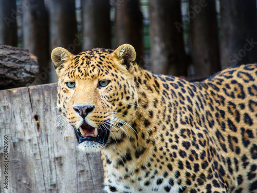 Beautiful young leopard photo