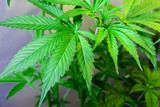 fresh green leaves of marijuana.medical cannabis concept