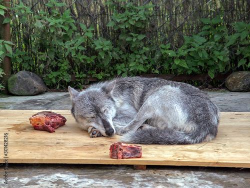A gray and white wolf lies on the boards and sleeps. Chunks of fresh meat lie nearby. Behind the fence is an iron mesh and vegetation.