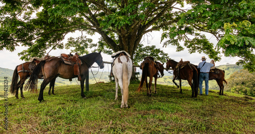 Horses resting under a tree and a man organizing the saddles, under a tree in Quindío, Colombia