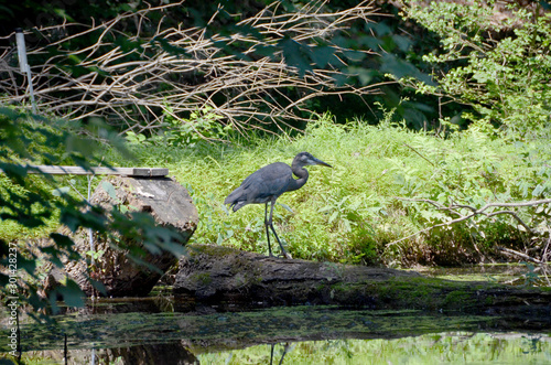 Heron IV