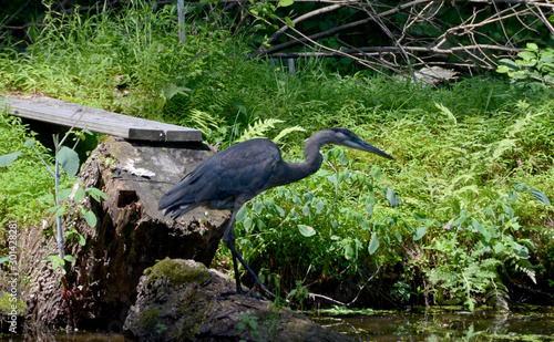 Heron III