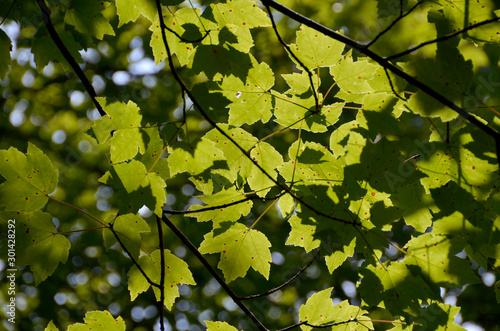 Canopy
