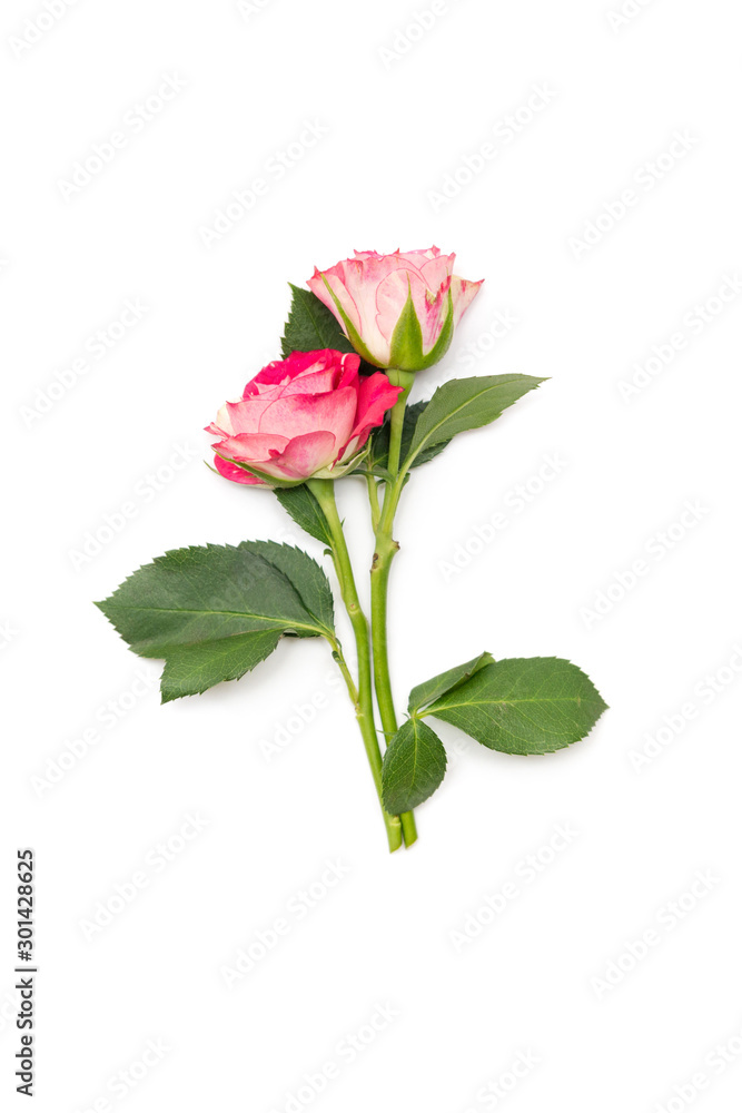 small pink roses isolated on a white background small pink roses isolated on a white background