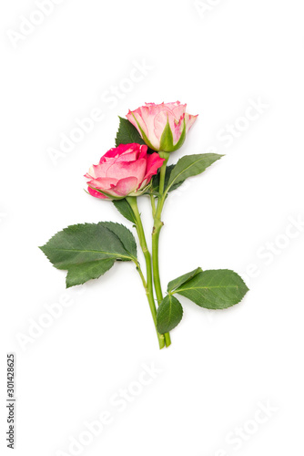 small pink roses isolated on a white background