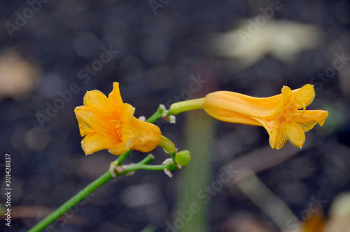 Lily