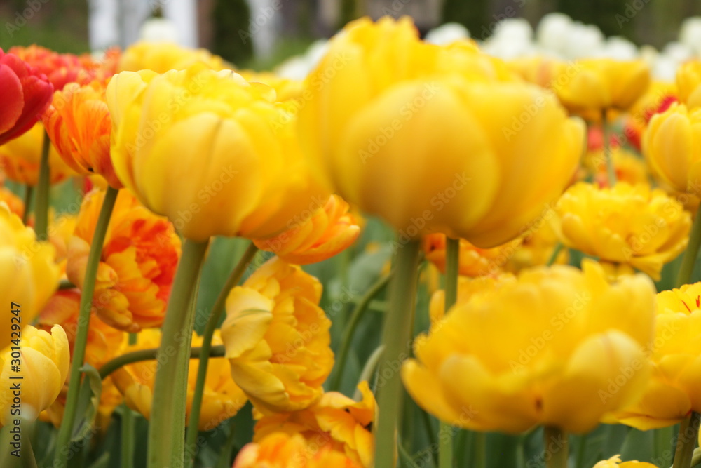 Obraz premium yellow tulips at the Ottawa tulip festival