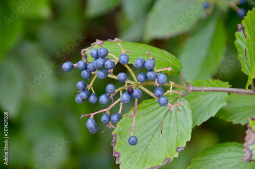 Berries