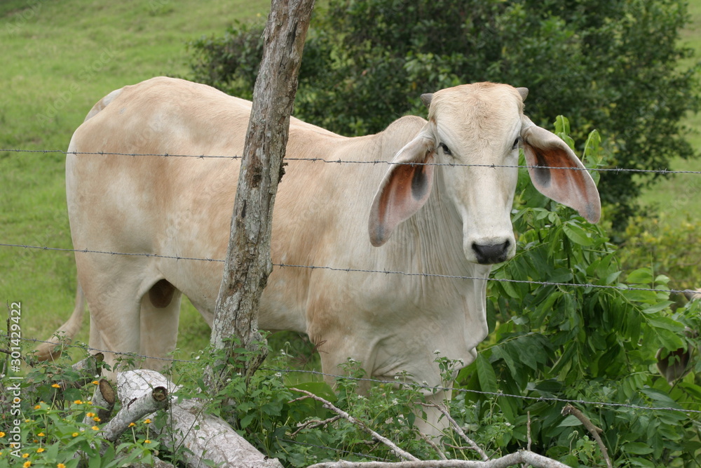 Cebu cattle Cebu cattle