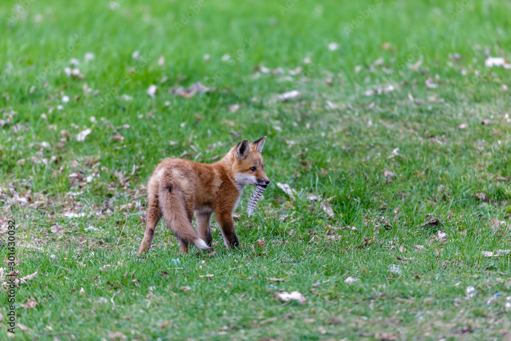 Fox cubs playing in a field in Quebec, Canada.