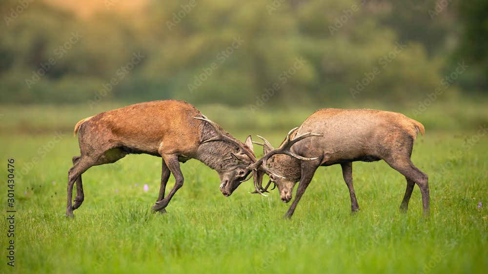 Two red deer, cervus elaphus, stags fighting against each other using antlers and pushing hard. Fierce wild mammals protecting territory in autumnal rutting season. Aggressive animals in conflict.