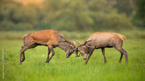 Obraz na płótnie Two red deer, cervus elaphus, stags fighting against each other using antlers and pushing hard. Fierce wild mammals protecting territory in autumnal rutting season. Aggressive animals in conflict. w salonie