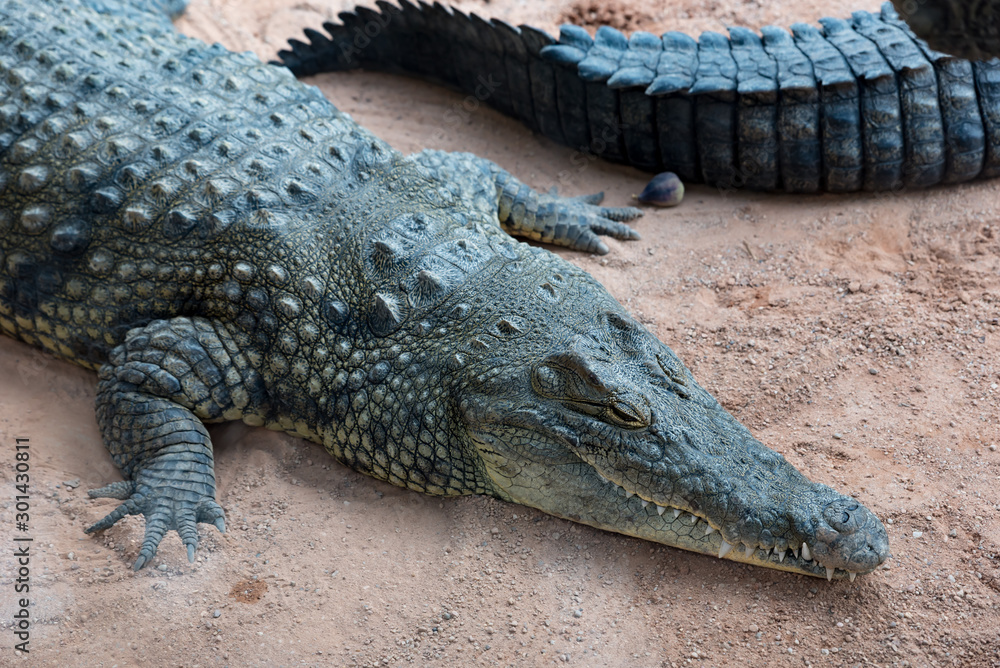 Obraz premium Beautiful still crocodile