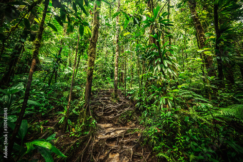 Fototapeta Naklejka Na Ścianę i Meble -  Roots and green plants in Basse Terre jungle