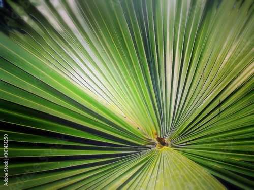 Full frame shot of green palm leaf background  close-up of palm leaf.