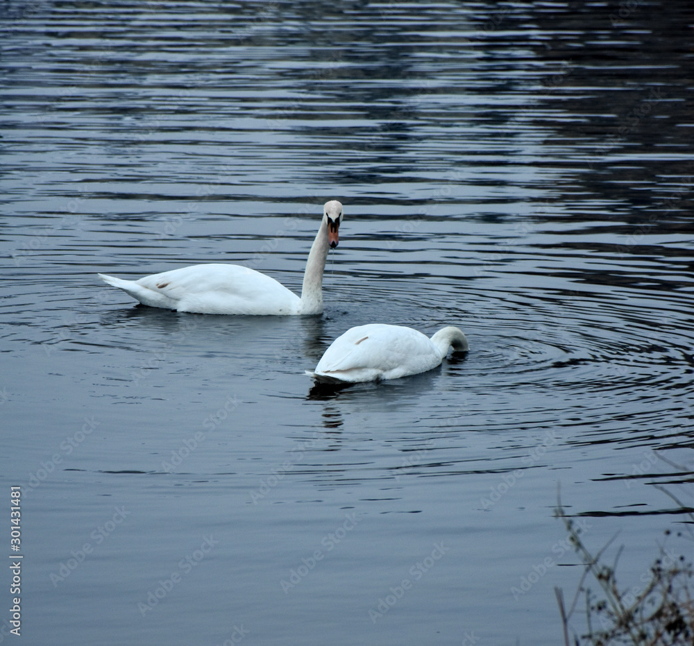 Fototapeta premium two swans on the lake